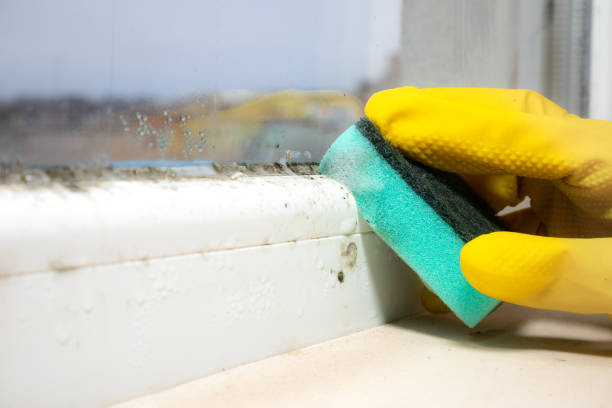 Best Toxic Mold Removal  in Ash Grove, MO