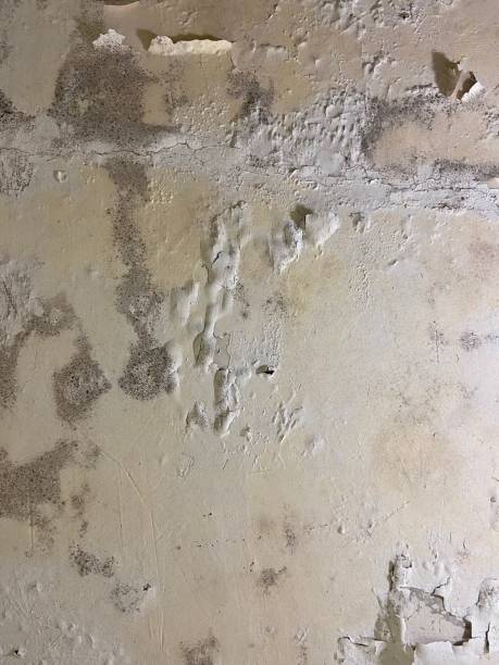 Best Black Mold Removal  in Ash Grove, MO