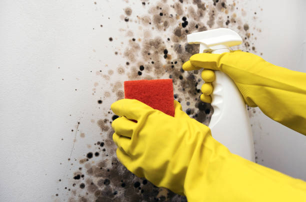 Best Commercial Mold Removal  in Ash Grove, MO