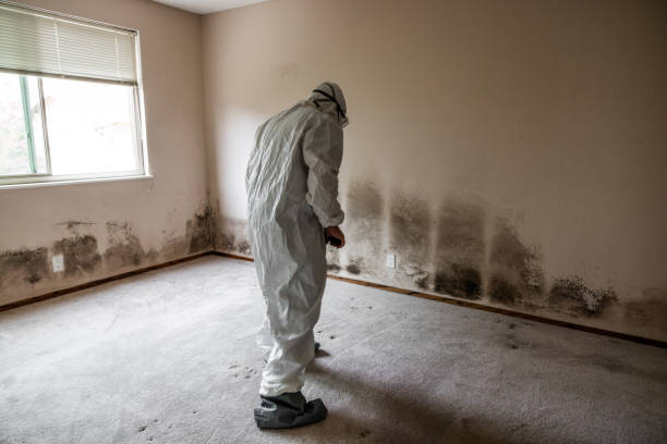 Certified Mold Removal in Ash Grove, MO